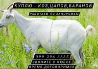 Закупаю козы, цапы, бараны, бычки... Оголошення Bazarok.ua