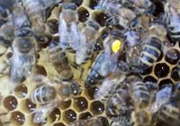Продам плідні бджоломатки... оголошення Bazarok.ua