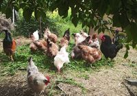 Цыплята суточные... Оголошення Bazarok.ua