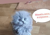 Кошеня... Оголошення Bazarok.ua