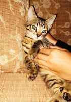 Отдам котенка в хорошие руки безкоштовно... Объявления Bazarok.ua