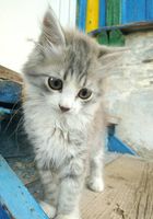 Отдам красивых котят в хорошие руки... оголошення Bazarok.ua
