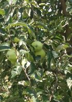 Продам яблука літніх сортів... оголошення Bazarok.ua