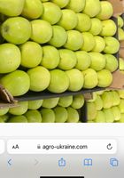 Продам яблука... Оголошення Bazarok.ua