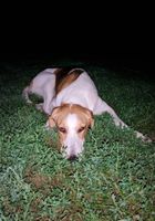 Знайдено собаку, мисливської породи.... Объявления Bazarok.ua