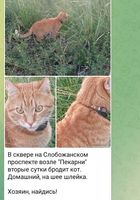 Пропал кот... Оголошення Bazarok.ua