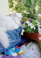 Продам персідську кішку білого кольору.... Объявления Bazarok.ua