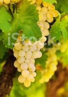 Продам виноград оптом и в розницу... оголошення Bazarok.ua