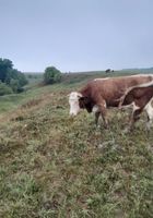 Продається корова аік 2 роки... оголошення Bazarok.ua