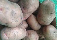 Продам картоплю КНЯГИНЯ та ЖИТНИЦЯ... оголошення Bazarok.ua