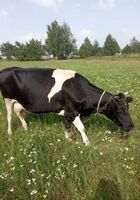 Продам хорошу корову... Оголошення Bazarok.ua