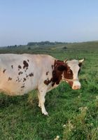 Продам молоду корову... оголошення Bazarok.ua