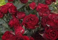 Продам саженцы роз.... оголошення Bazarok.ua