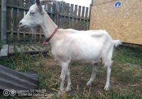 Продається дійна коза... оголошення Bazarok.ua