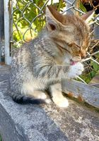 Безпритульні кошенята шукають дім... оголошення Bazarok.ua
