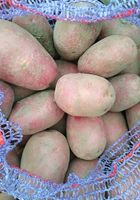 Продаю домашню картоплю різних сортів у будь-якій кількості.ціна договірна.... Объявления Bazarok.ua