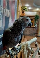 Сірий африканський папуга (жако)... оголошення Bazarok.ua
