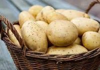 Продаю картоплю... оголошення Bazarok.ua