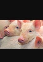 Свині, свиноматки та поросята Продаж приємні ціни... Оголошення Bazarok.ua