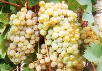 Продам виноград сорта первенец белого магорача... оголошення Bazarok.ua