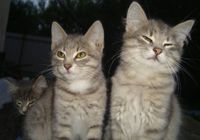 Домашні котики у відповідальні руки... оголошення Bazarok.ua