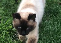 Найден кот балинезиец в Дубиевке Черкасского района... Объявления Bazarok.ua