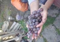 Продам виноград Лидия... Объявления Bazarok.ua