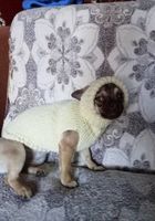 Продам вязаные вещи для маленьких собак и кошек... оголошення Bazarok.ua