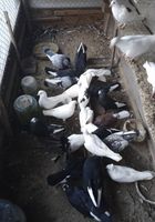 Розпродаж голубів... Оголошення Bazarok.ua