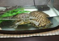 Червоноухі черепахи... Оголошення Bazarok.ua
