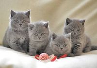 Віддаю БЕЗКОШТОВНО котів породи Британець... Оголошення Bazarok.ua