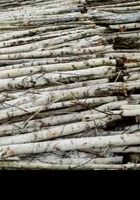 продам дрова березові... оголошення Bazarok.ua