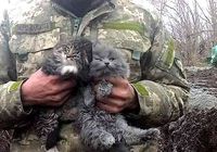 притулку для тварин потрібна допомога... оголошення Bazarok.ua