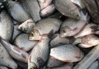 Продаж живої риби опт... Оголошення Bazarok.ua
