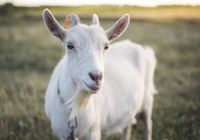 Продам коз... оголошення Bazarok.ua