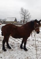 Продам коня... оголошення Bazarok.ua