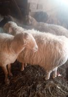 Продам котных овец курдючной породы... оголошення Bazarok.ua
