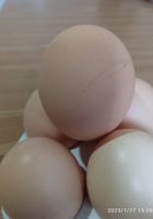 Домашні яйця... оголошення Bazarok.ua