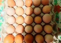 Домашні курячі яйця... Оголошення Bazarok.ua