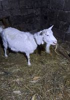 Продам зааненську козу... Оголошення Bazarok.ua