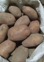 Продам їстівну картоплю... оголошення Bazarok.ua