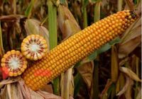 Продається насіння кукурудзи. Гібрид «ТОР»... Оголошення Bazarok.ua