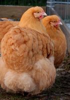 Інкубаційні яйця мясо-яєчної породи курей Орпінгтон палевий в інкубатор... оголошення Bazarok.ua