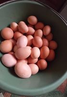 Продаю яйця і курей молодих несуться Міжгір'я Закарпатська область... Оголошення Bazarok.ua