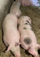 Українська свиня продам 40 грн 1 кг... Оголошення Bazarok.ua