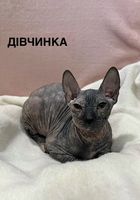 Кошеня Донського сфінкса... Оголошення Bazarok.ua