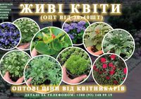 Продам квіти оптом... Оголошення Bazarok.ua