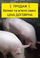 Свині Продаж... Оголошення Bazarok.ua