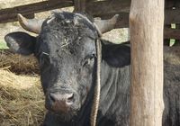 Продам бика... оголошення Bazarok.ua