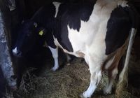 Продам корову 12 років яловка... оголошення Bazarok.ua